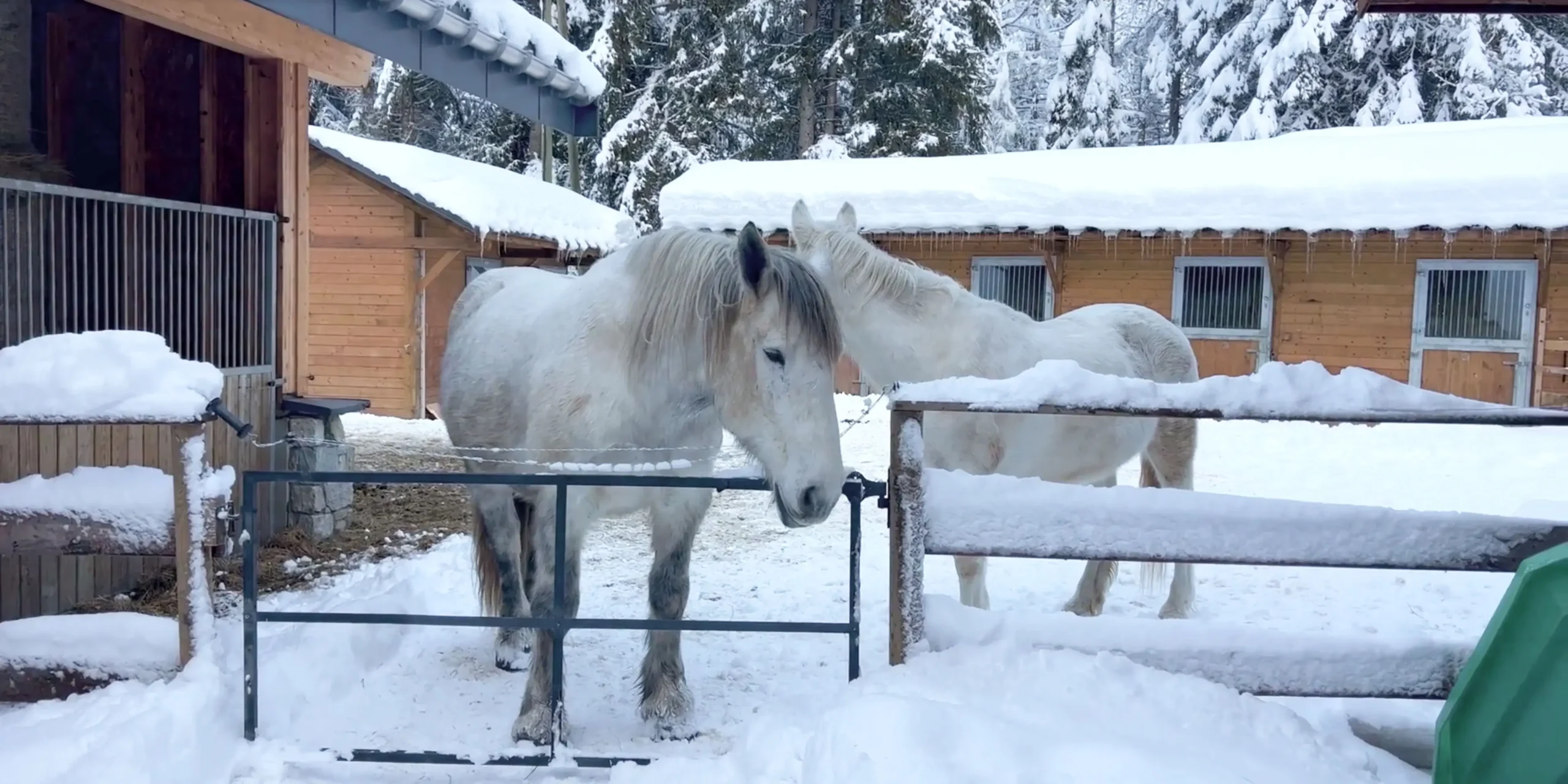 Meribel Pferde