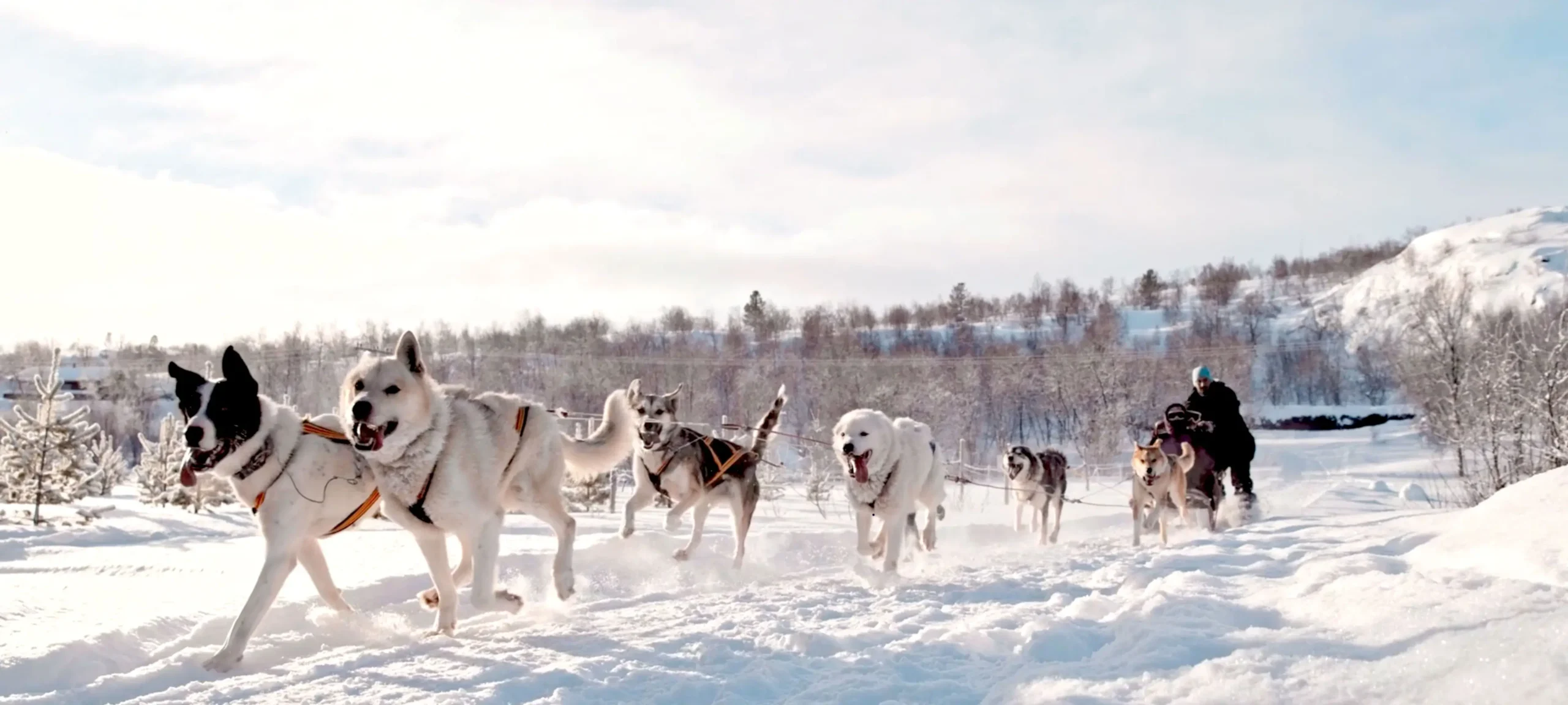 Dog Sledding