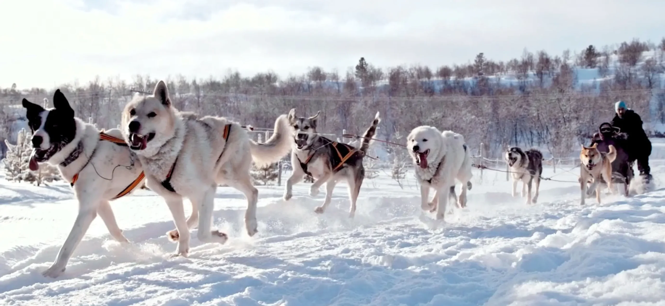 Dog Sled