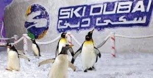 Snow Penguins